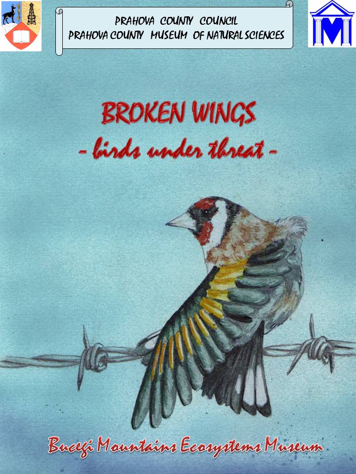 talk to songbird birds with broken wings